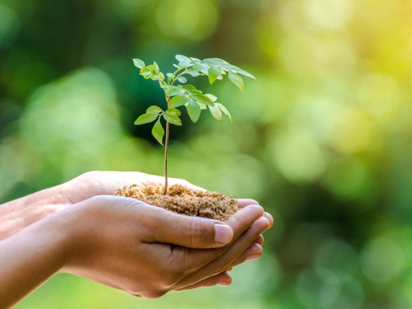 Дерево экология