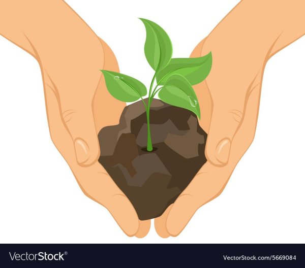 Росток в руках вектор