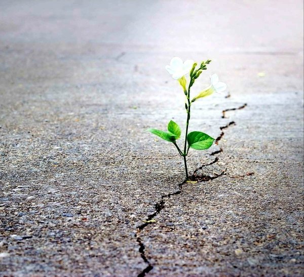 Цветок растет из камня