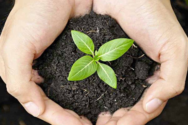 Росток вид сверху