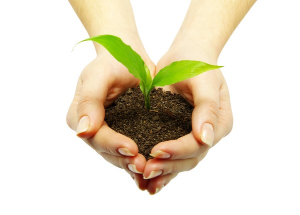 Руки с землей и ростком