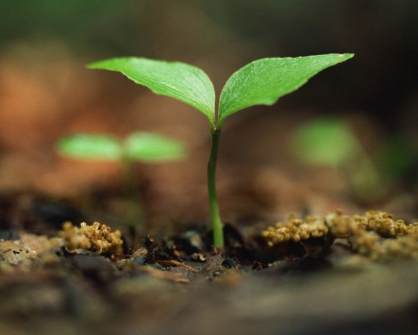 Мощный Росток