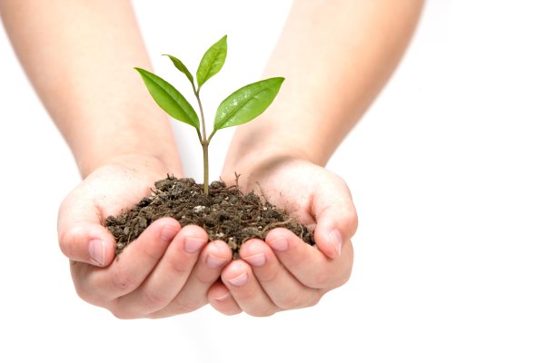 Растение в руках