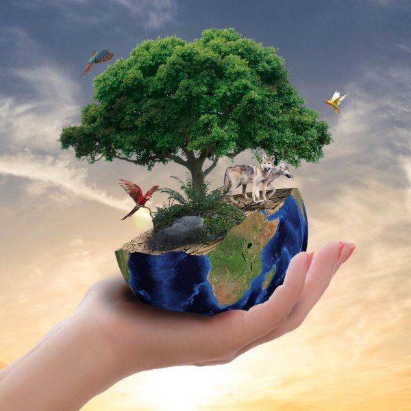 Дерево на земном шаре