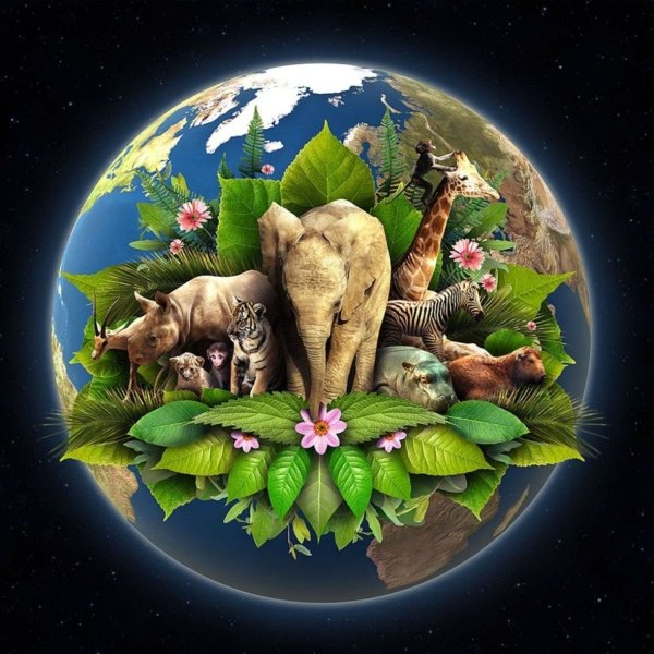 Животный мир планеты земля
