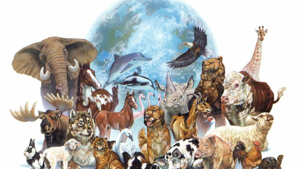 День защиты животных