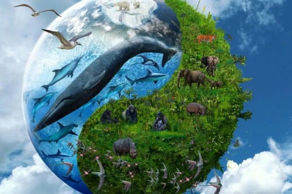 Защита природы и животных