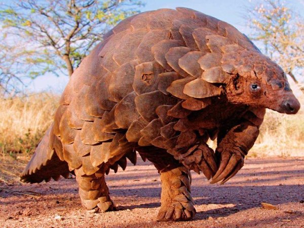 Панголин коронавирус заражение