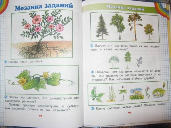 Иллюстрации из учебника окружающий мир