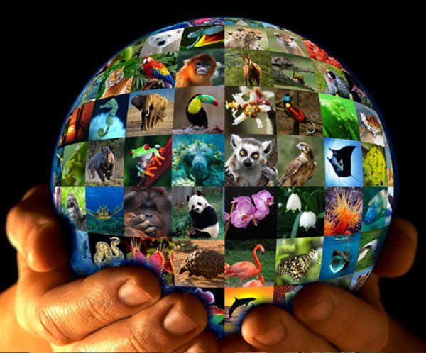 Животные планеты земля