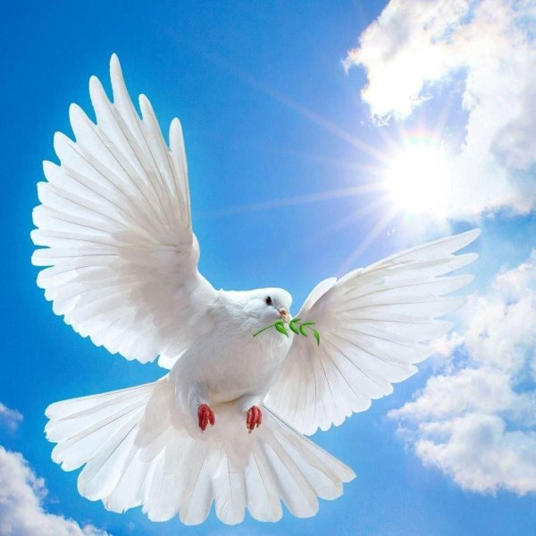 Голубь мира