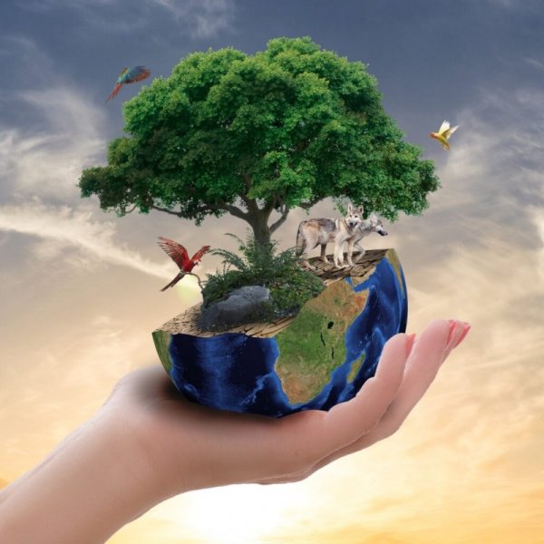 Дерево на земном шаре