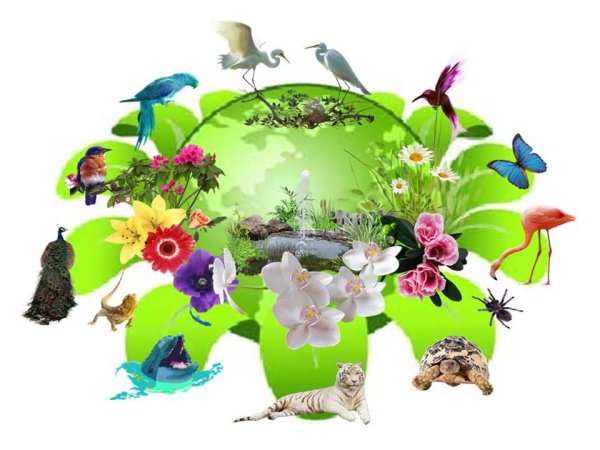 Мир природы экология