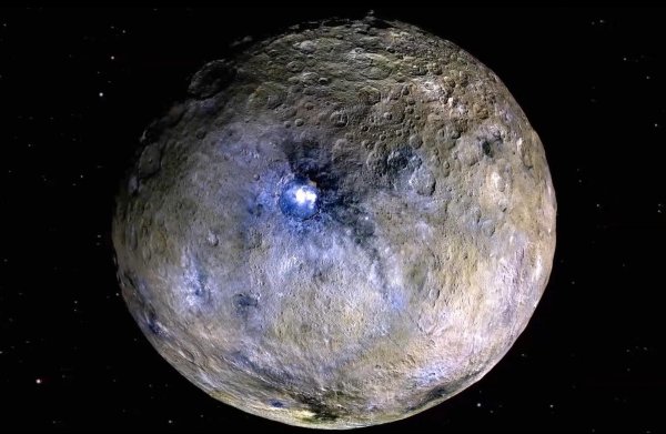 Цинера карликовая Планета