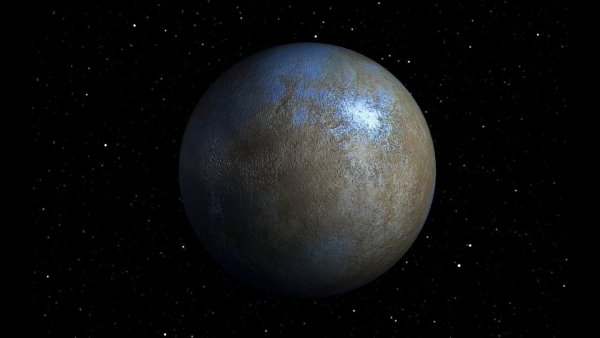 Цинера карликовая Планета