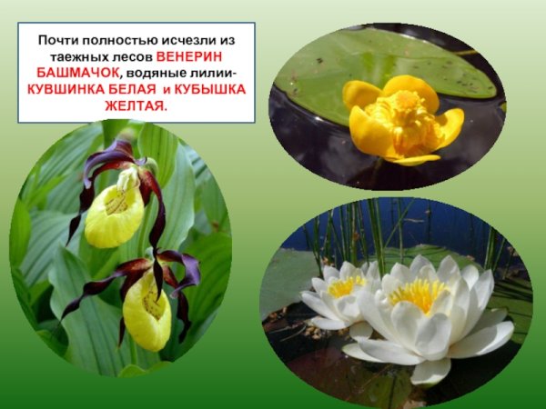 Растения которые исчезли