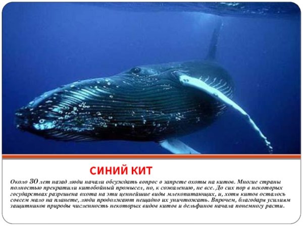 Синий кит численность