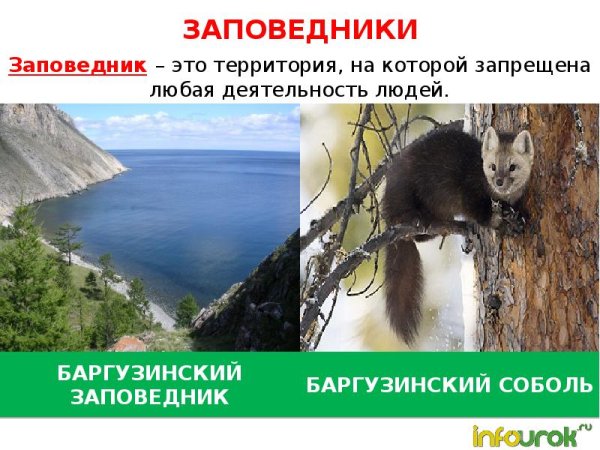 Баргузинский заповедник эмблема