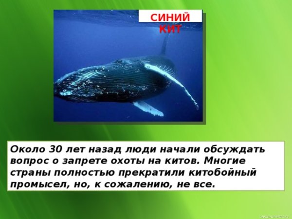 Синий кит
