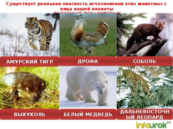 Издающие виды животных
