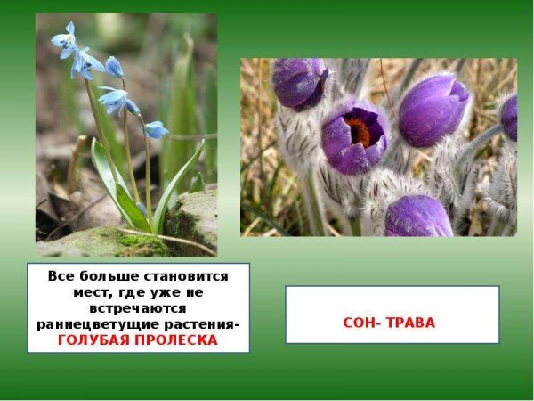 Где встречаются растения