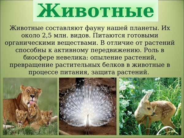 Животный мир царства