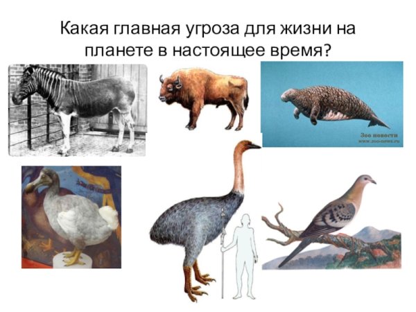Важность охраны живого мира планеты