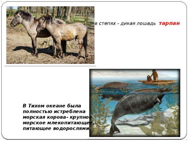 Дикая лошадь Тарпан в тихом океане была