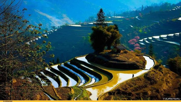 Природа Китая рисовые поля