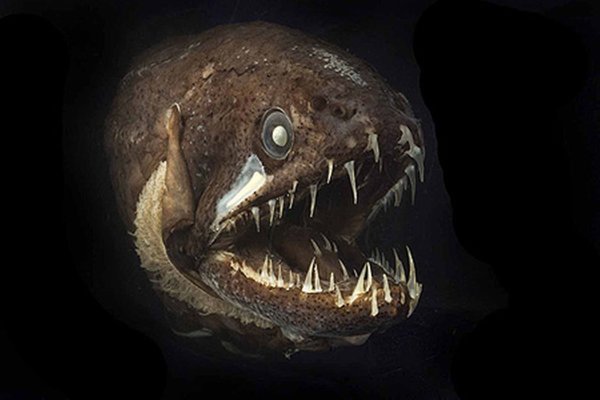 Саблезубая рыба гадюка