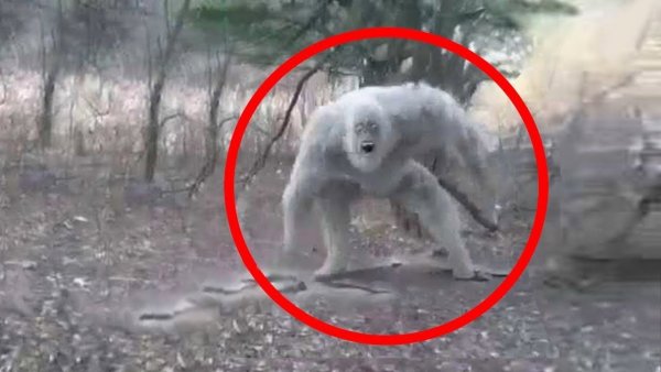 Самые загадочные существа