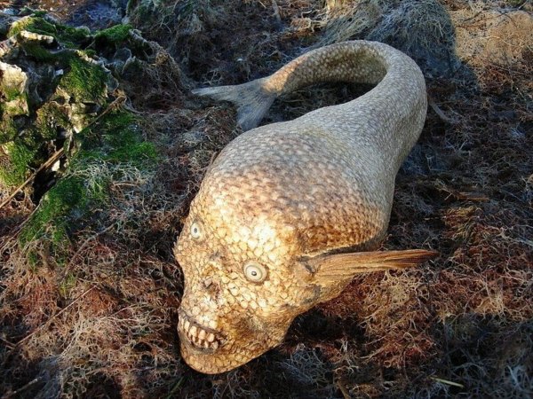 Загадочные морские существа