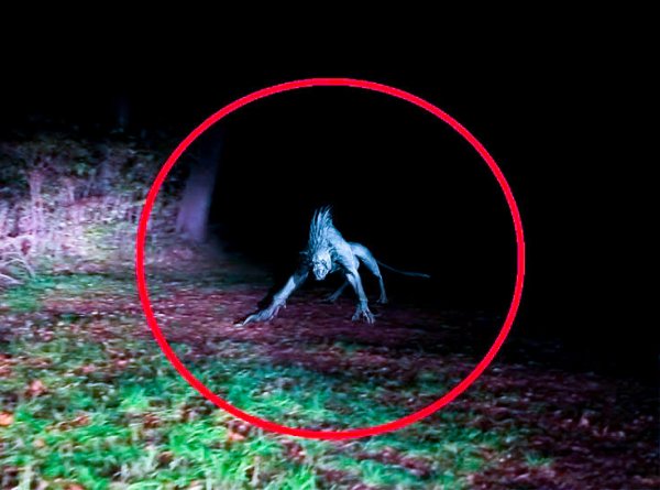 Существа в реальной жизни