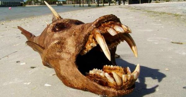 Неизвестные животные планеты