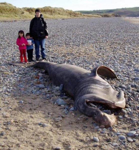 Морские чудовища реальные