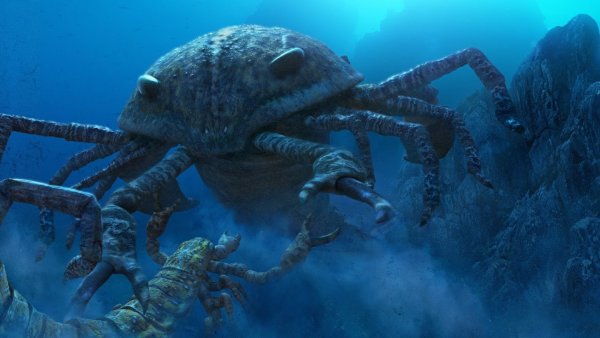 Jaekelopterus rhenaniae