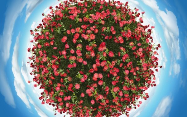 Цветущая Планета