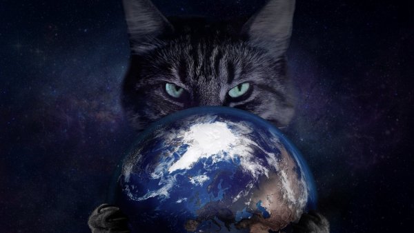 Космический кот