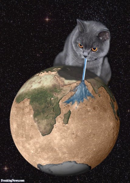 Кот в земле