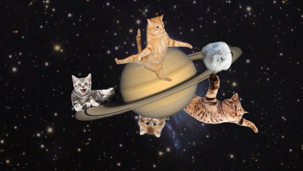 Коты планеты
