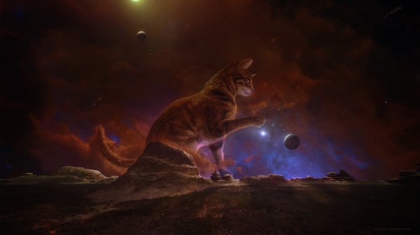 Кошка космос арт