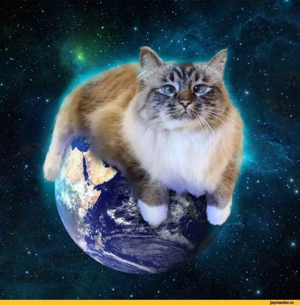 Планета кошек