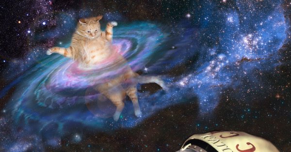 Коты Вселенная