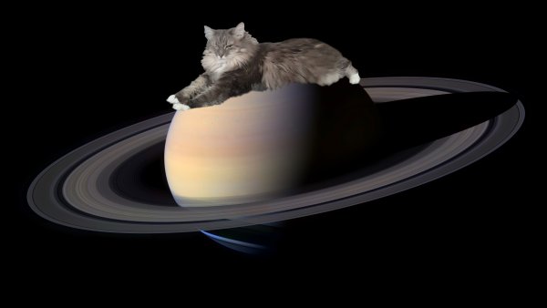 Астрономия коты