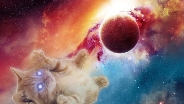 Кот в космосе