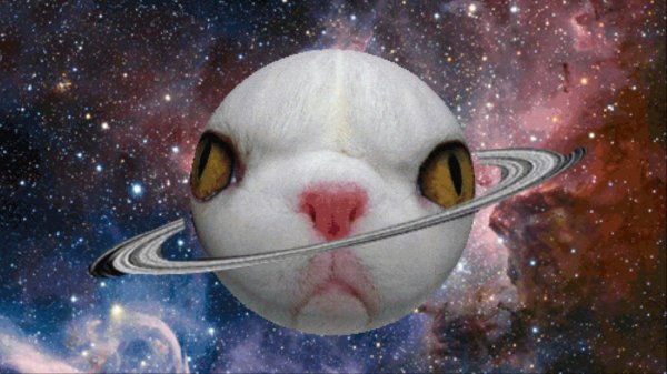 Смешные котики в космосе