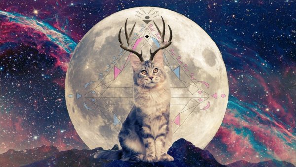 Кошка в космосе