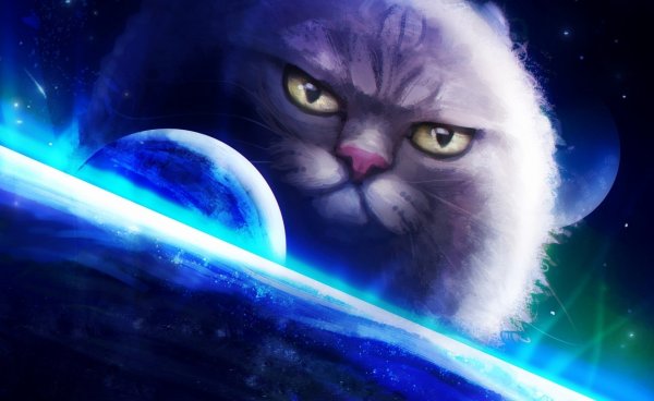 Кот в космосе