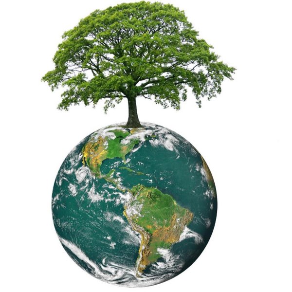 Дерево на земном шаре