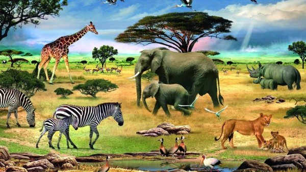 Животные на разных материках